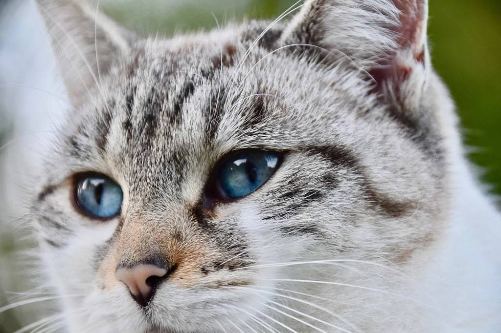Les vidéos d'animaux qui ont fait le buzz sur le web