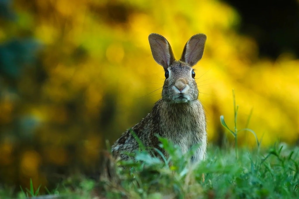 Comment protéger efficacement ses animaux des parasites ?