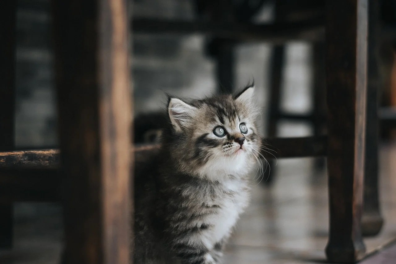 Ce que vous devez savoir sur les traitements antiparasitaires du chat