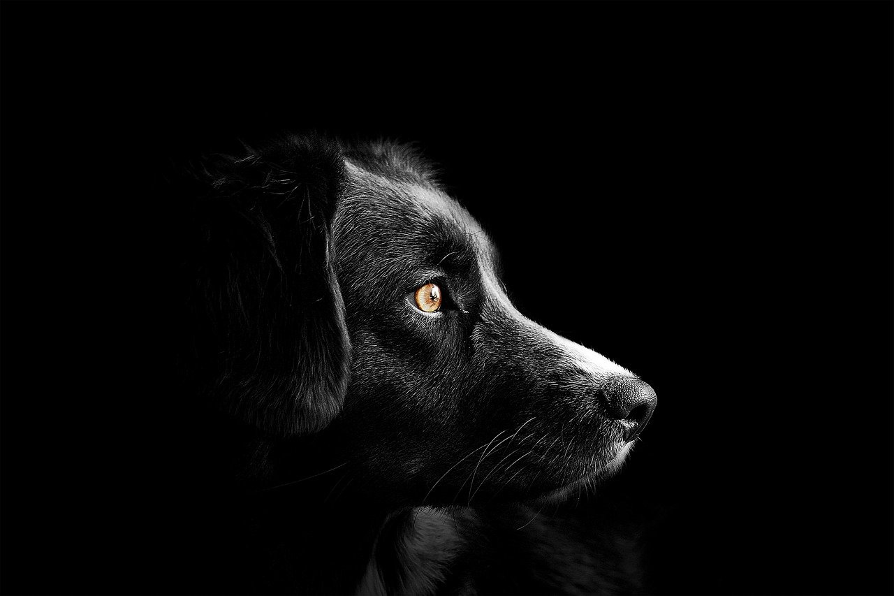 Comprendre les besoins spécifiques de la digestion canine